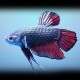 Betta spl. male plakat mix XL