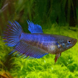 Betta splendens crowntail mix male/female 3,5-5 cm