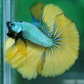 Betta splendens halfmoon green mustard gas yellow L