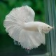 Betta splendens halfmoon white platinum gold XL