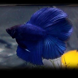 Betta spl. male double tail blue XL