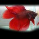 Betta spl. male double tail red XL