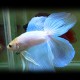 Betta spl. male double tail white XL