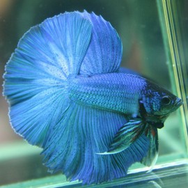 Betta spl. male halfmoon blue XL