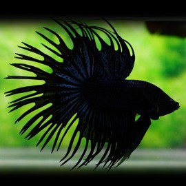 Betta spl. male crowntail black L