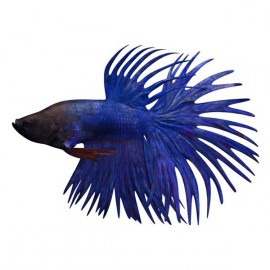 Betta spl. male crowntail blue XL