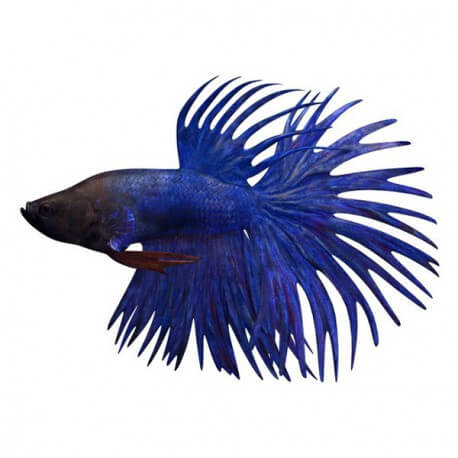 Betta spl. male crowntail blue XL