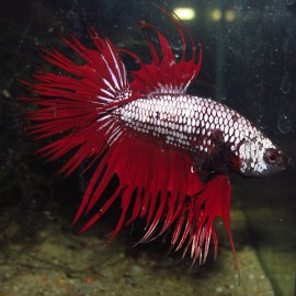 Betta splendens male crowntail dragon red XL