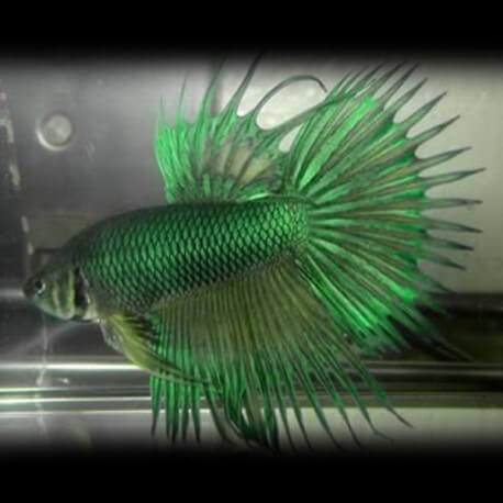 Betta spl. male crowntail green XL