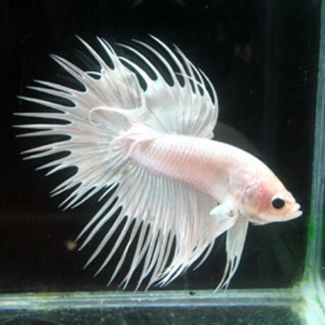 Betta spl. male crowntail white L