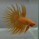 Betta spl. male crowntail orange XL