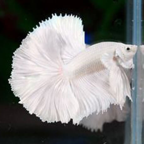 Betta spl. male halfmoon super white L