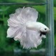 Betta splendens male halfmoon whitegold platinum XL