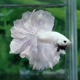 Betta splendens male halfmoon whitegold platinum XL