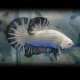 Betta splendens male plakat hm.silver dragon XL