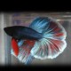 Betta spl. male tricolor short tail L