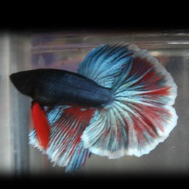 Betta spl. male tricolor short tail L