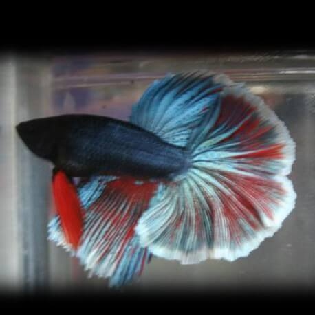 Betta spl. male tricolor short tail L