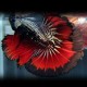 Betta splendens plakat / halfmoon black devil L