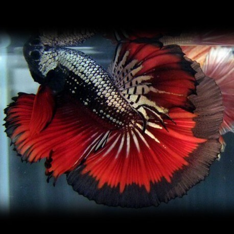 Betta splendens plakat / halfmoon black devil L