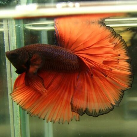Betta splendens plakat / halfmoon orange dragon L