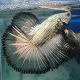 Betta splendens plakat / halfmoon platinum silver L