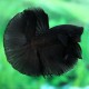 Betta splendens plakat / halfmoon super black L