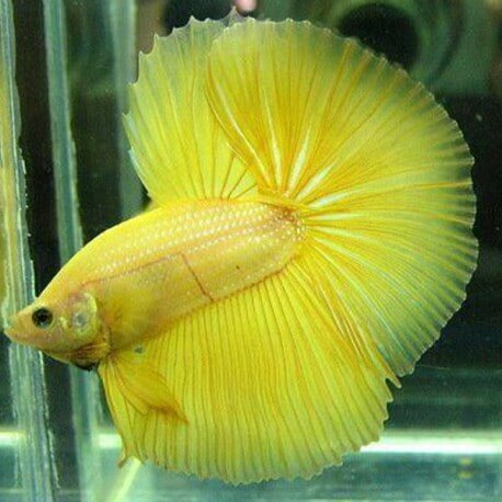 Betta spl. male halfmoon plakat yellow dragon L