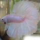 Betta splendens plakat bi-po tail white L