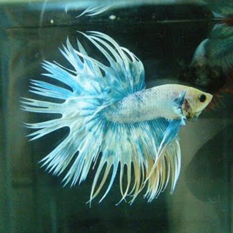 Betta splendens plakat crowntail dragon mix L