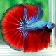 Betta spl. male halfmoon plakat blue red dragon L