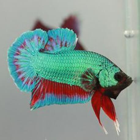 Betta splendens plakat halfmoon green red dragon L