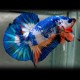 Betta splendens plakat halfmoon marble fancy L