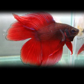Betta splendens superdelta doubletail mix super color XL