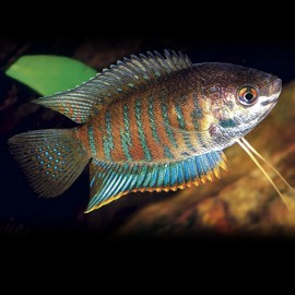 Colisa fasciata > 5,5 cm