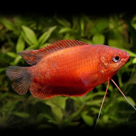 Colisa sota red 4 - 5 cm