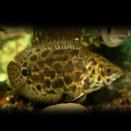 Ctenopoma oxyrhynchum 5-6cm