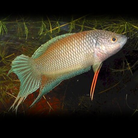 Macropodus erythropterus 4 - 5 cm