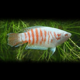 Macropodus opercularis alb. 4 - 5 cm