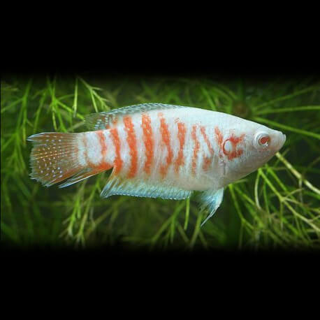 Macropodus opercularis alb. > 5,5 cm