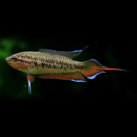 pseudosphromenus cupanus 4,5cm