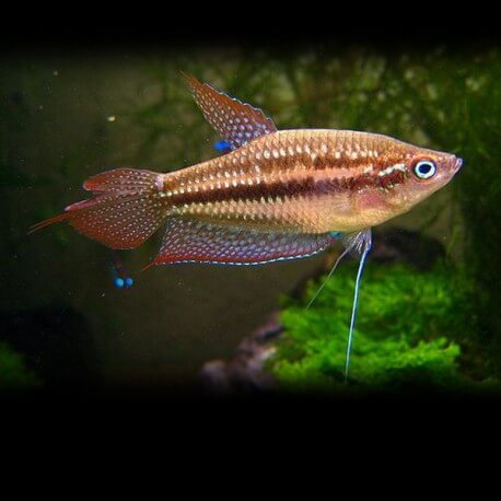 Trichopsis pumilus « gourami grogneur» XL