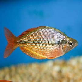 Melanotaenia splendida rubrostria 4 - 6 cm