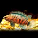 Badis badis 3,5 - 4 cm