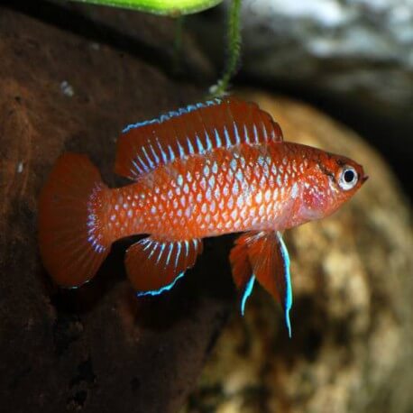 Badis badis dwarf 1 - 2 cm