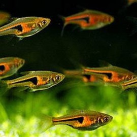 Rasbora hengeli 2 - 2,5 cm