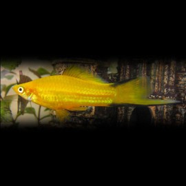 Xiphophorus helleri « Xipho » yellow mix 4-5cm