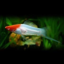 Xiphophorus helleri koi kohaku 4 - 5 cm