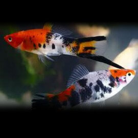 Xiphophorus helleri koi shiro utsuri 3 - 4 cm