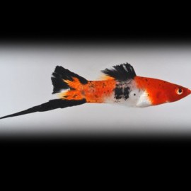 Xiphophorus helleri koi tricolour 4 - 5 cm